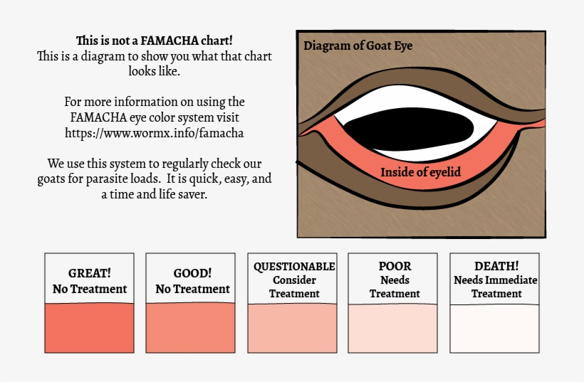 Checking a goat's eyelid color against a FAMACHA chart to assess for anemia