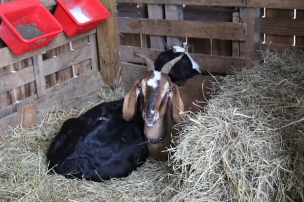 Goats resting comfortably in a barn with deep, clean straw bedding during winter.