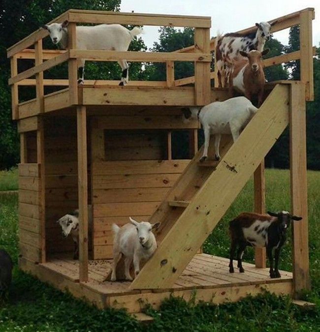Goats climbing and playing on a multi-level wooden structure.