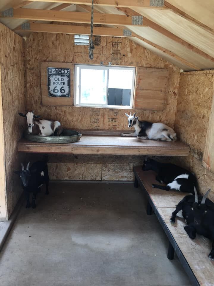 The interior of a clean goat shelter with deep straw bedding