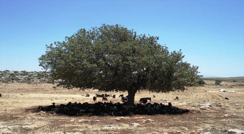 Goats resting under the shade of a large tree during a sunny day.