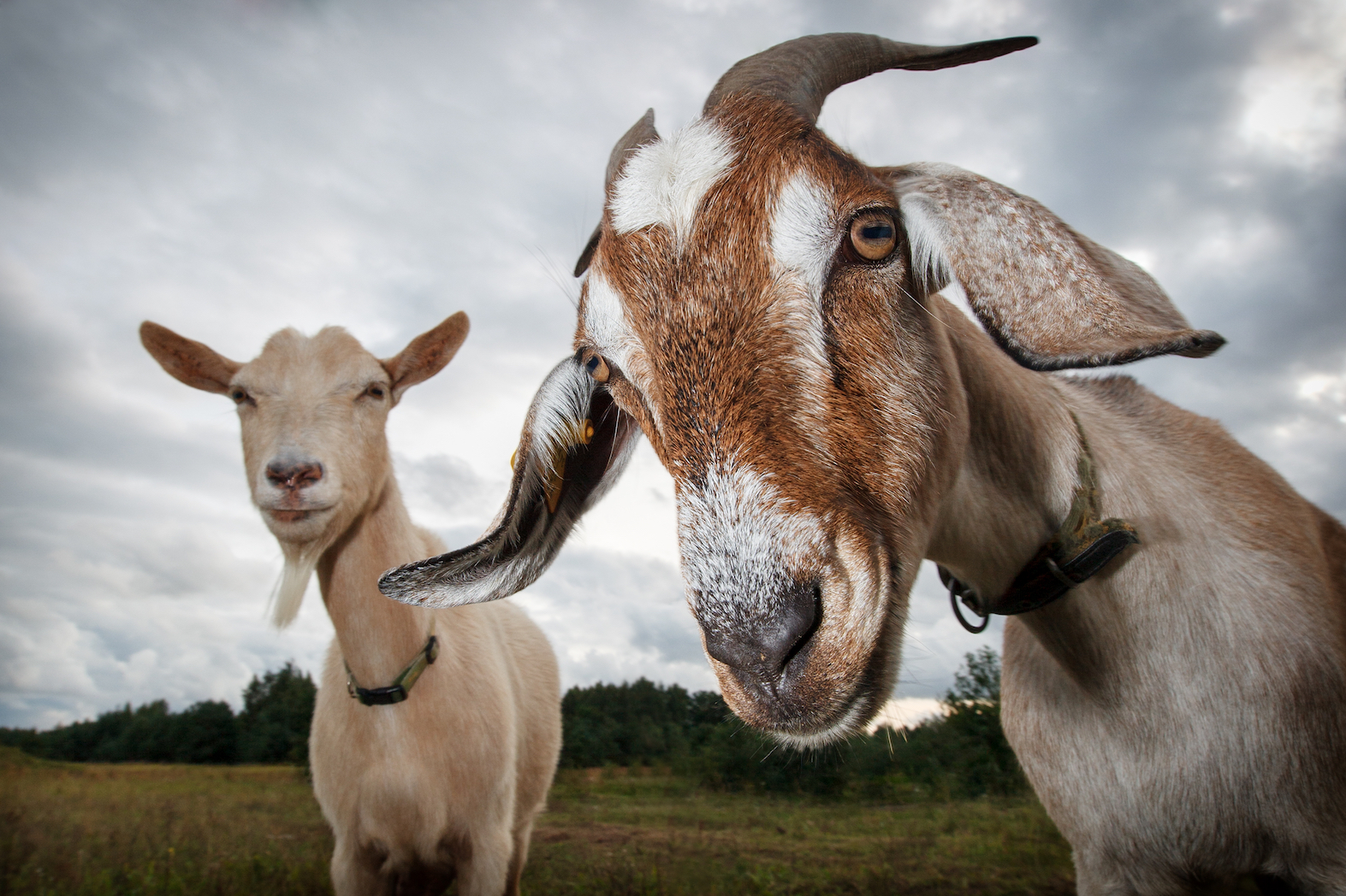 Two healthy goats together in a pasture
