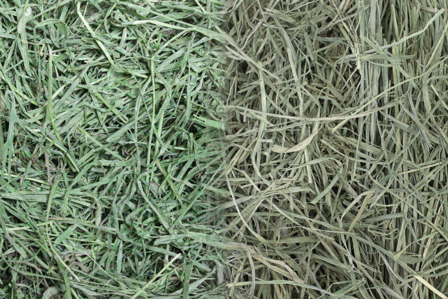 Side-by-side comparison of green alfalfa hay and lighter grass hay